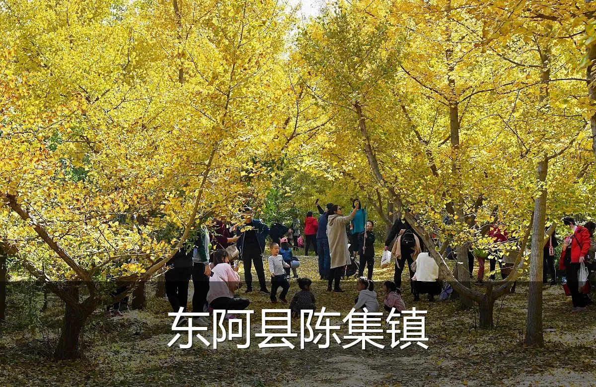 东阿县陈集镇